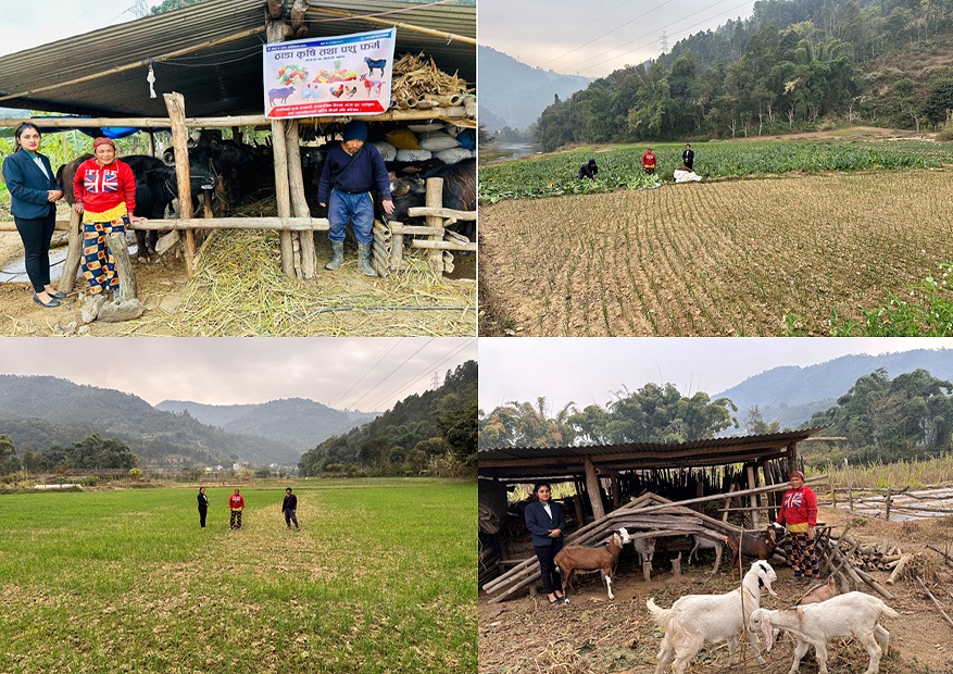 सफलताको कथाःहोनीकला ठाडा,मदनपोखरा शाखा,पाल्पा